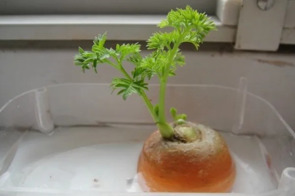 胡萝卜根水培可以活多久,通常可以活2个月左右