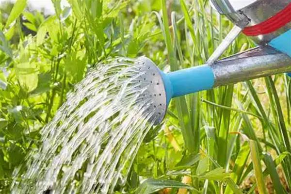 温水能不能浇花，冬季和早春用温水浇花好处多