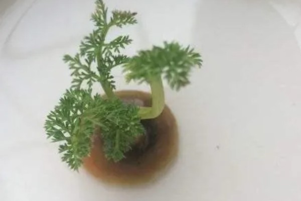 胡萝卜根水培可以活多久,通常可以活2个月左右