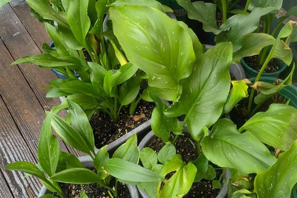 温水能不能浇花，冬季和早春用温水浇花好处多