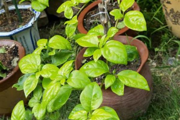 温水能不能浇花，冬季和早春用温水浇花好处多