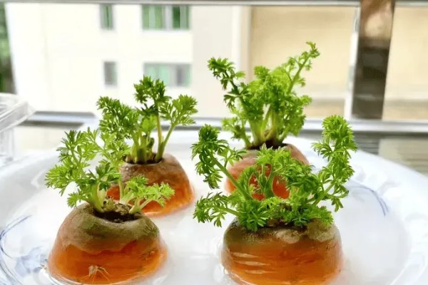 胡萝卜根水培可以活多久,通常可以活2个月左右