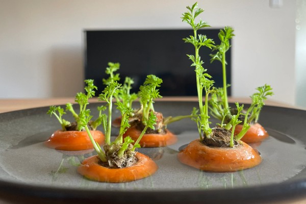 胡萝卜根水培可以活多久,通常可以活2个月左右