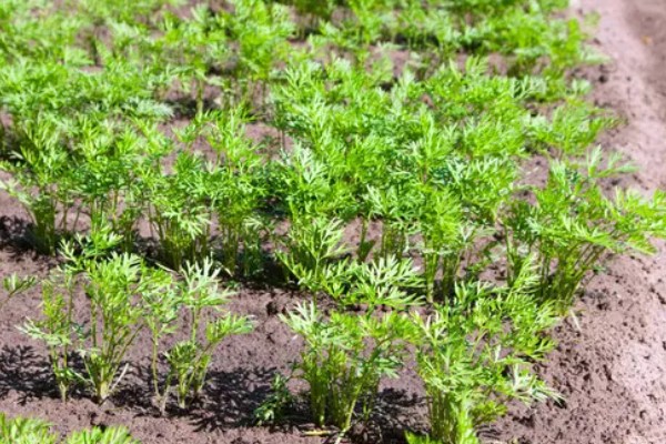 胡萝卜根水培可以活多久,通常可以活2个月左右