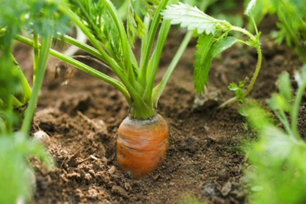 胡萝卜根水培可以活多久,通常可以活2个月左右
