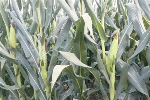 先丰909玉米种的特征特性,从出苗至成熟需要127天左右