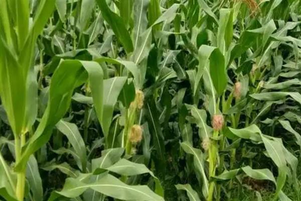 先丰909玉米种的特征特性,从出苗至成熟需要127天左右