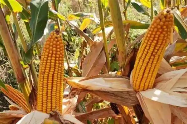 先丰909玉米种的特征特性,从出苗至成熟需要127天左右