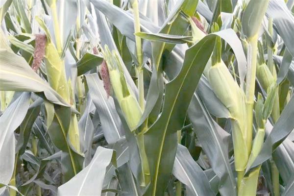 先丰909玉米种的特征特性,从出苗至成熟需要127天左右