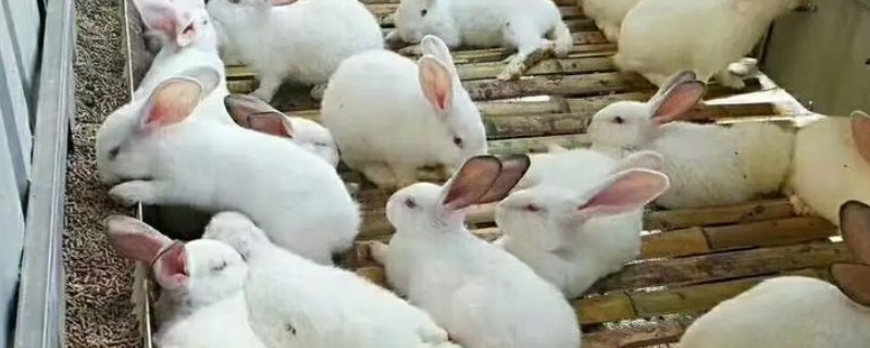 预防母兔屡配不孕的方法，维持7-8成膘更容易发情和配种