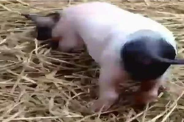 猪摇尾巴的意思，是一种健康的自然行为