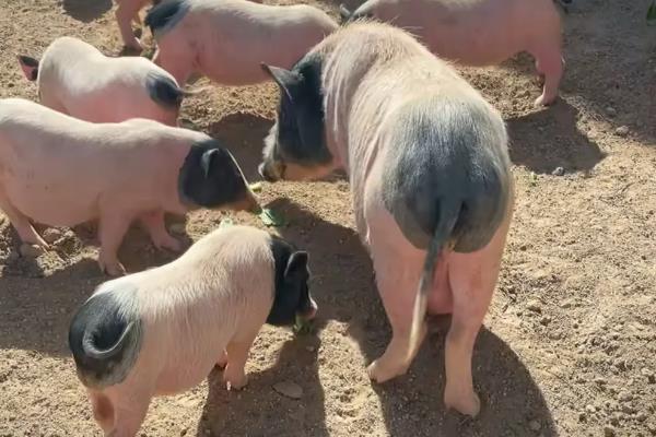 猪摇尾巴的意思，是一种健康的自然行为