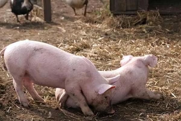 猪摇尾巴的意思，是一种健康的自然行为