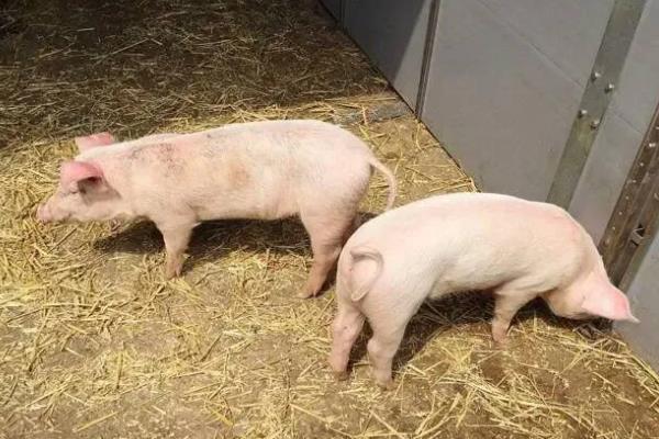 猪摇尾巴的意思，是一种健康的自然行为