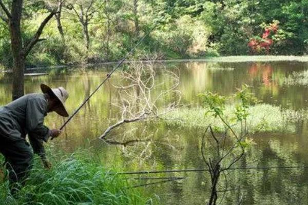 用蚯蚓钓鲫鱼的打窝方法,窝料选择酒米、麝香米等