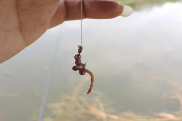 用蚯蚓钓鲫鱼的打窝方法,窝料选择酒米、麝香米等