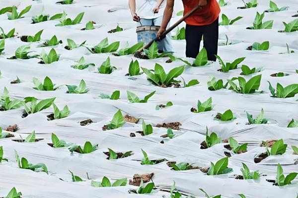 复合肥料的使用方法，可用作基肥、追肥和种肥