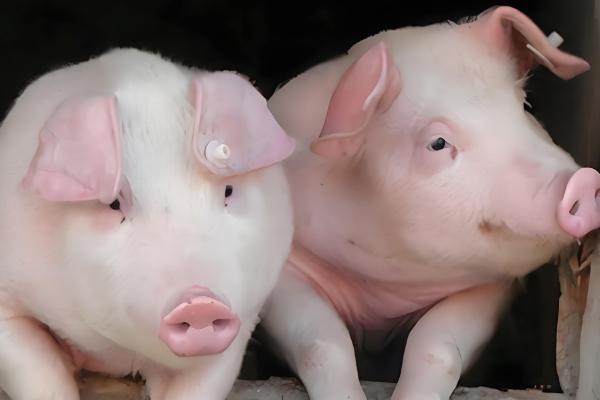 猪的正常体温是多少度，为38-39.5度