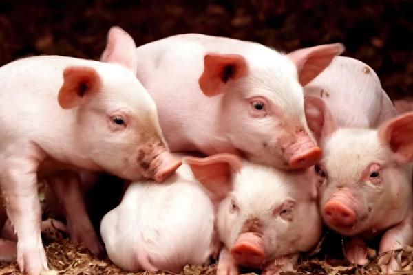 猪的正常体温是多少度，为38-39.5度