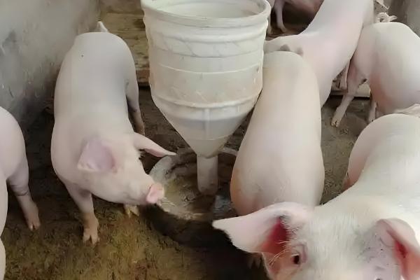 猪的正常体温是多少度，为38-39.5度