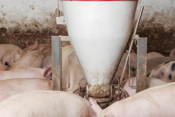 猪的正常体温是多少度，为38-39.5度