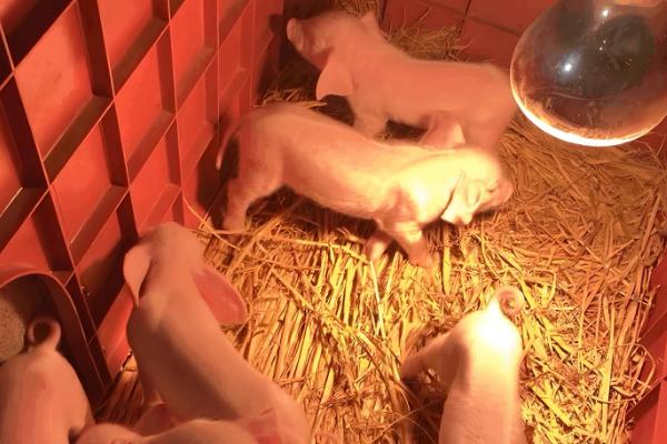 猪的正常体温是多少度，为38-39.5度