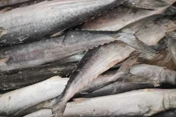 马鲛鱼有没有刺,体内的刺可让它顺利完成各种活动