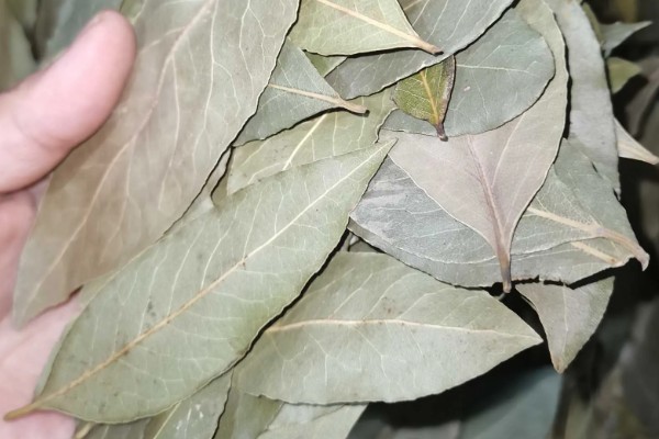 烹饪美食经常用的香叶是什么，是月桂树的叶子