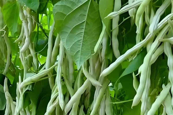 哪里产的芸豆最有名，拜泉和宁阳伏山的芸豆都比较出名