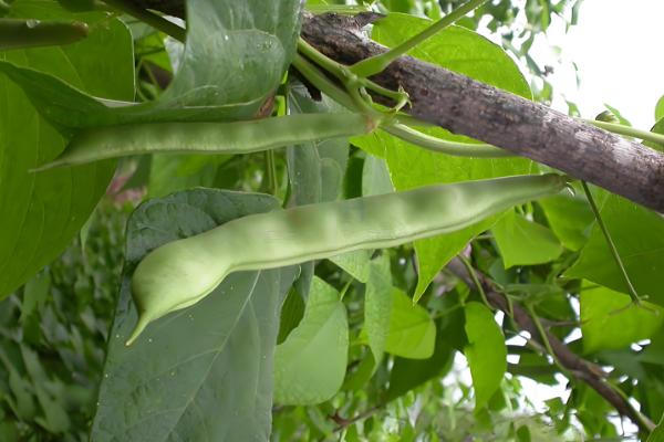 哪里产的芸豆最有名，拜泉和宁阳伏山的芸豆都比较出名