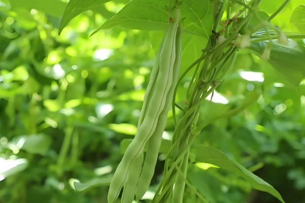 哪里产的芸豆最有名，拜泉和宁阳伏山的芸豆都比较出名