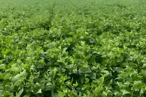 哪里产的芸豆最有名，拜泉和宁阳伏山的芸豆都比较出名