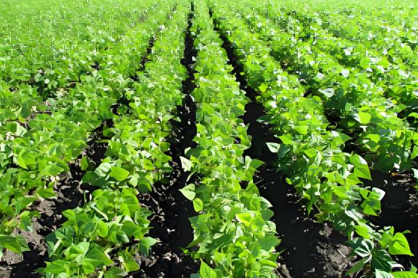 哪里产的芸豆最有名，拜泉和宁阳伏山的芸豆都比较出名