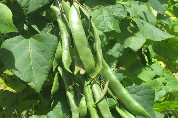 哪里产的芸豆最有名，拜泉和宁阳伏山的芸豆都比较出名