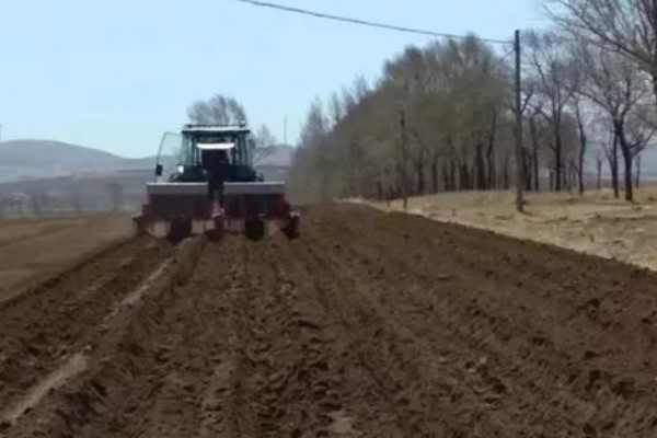 姜薯的高产方法,播种后主施磷钾肥