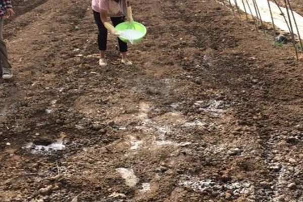 姜薯的高产方法,播种后主施磷钾肥