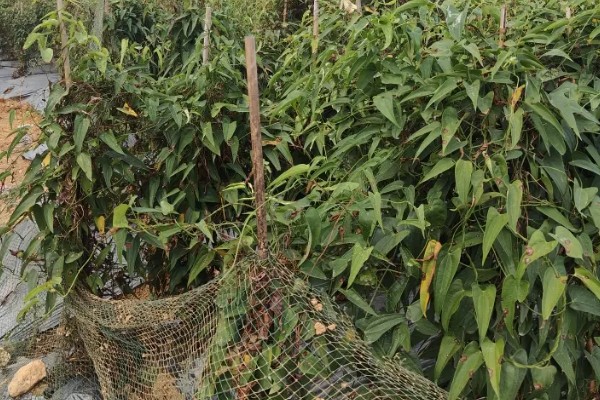 姜薯的高产方法,播种后主施磷钾肥