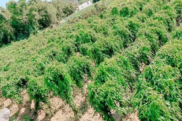 姜薯的高产方法,播种后主施磷钾肥