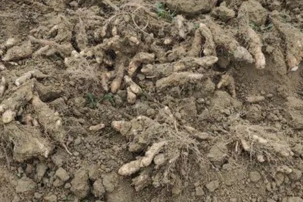 姜薯的高产方法,播种后主施磷钾肥