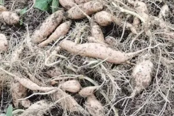 姜薯的高产方法,播种后主施磷钾肥