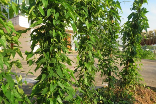 姜薯的高产方法,播种后主施磷钾肥