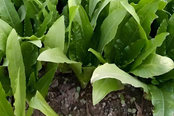 油麦菜的种植时间，一般在8-9月份播种