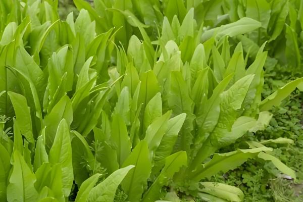 油麦菜的种植时间，一般在8-9月份播种