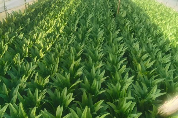 油麦菜的种植时间，一般在8-9月份播种