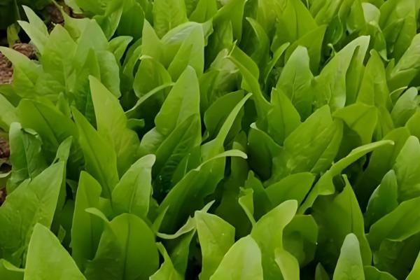 油麦菜的种植时间，一般在8-9月份播种