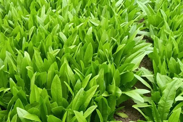 油麦菜的种植时间，一般在8-9月份播种