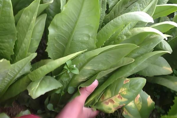 油麦菜的种植时间，一般在8-9月份播种