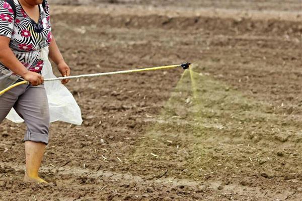 氯化胆碱有哪些控旺作用，可以抑制作物的茎秆的生长