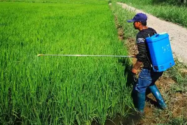 氯化胆碱有哪些控旺作用，可以抑制作物的茎秆的生长