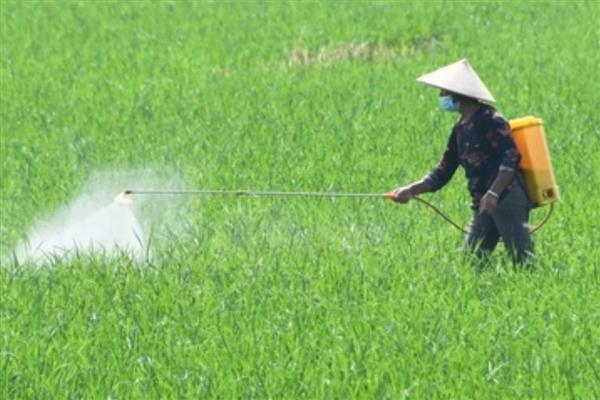 氯化胆碱有哪些控旺作用，可以抑制作物的茎秆的生长